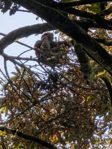 Foraging chimpanzee