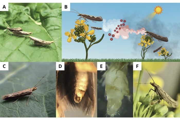 Air Pollution Alters Pheromone Signaling and Male Perception in Plutella xylostella