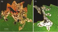 Leafmines