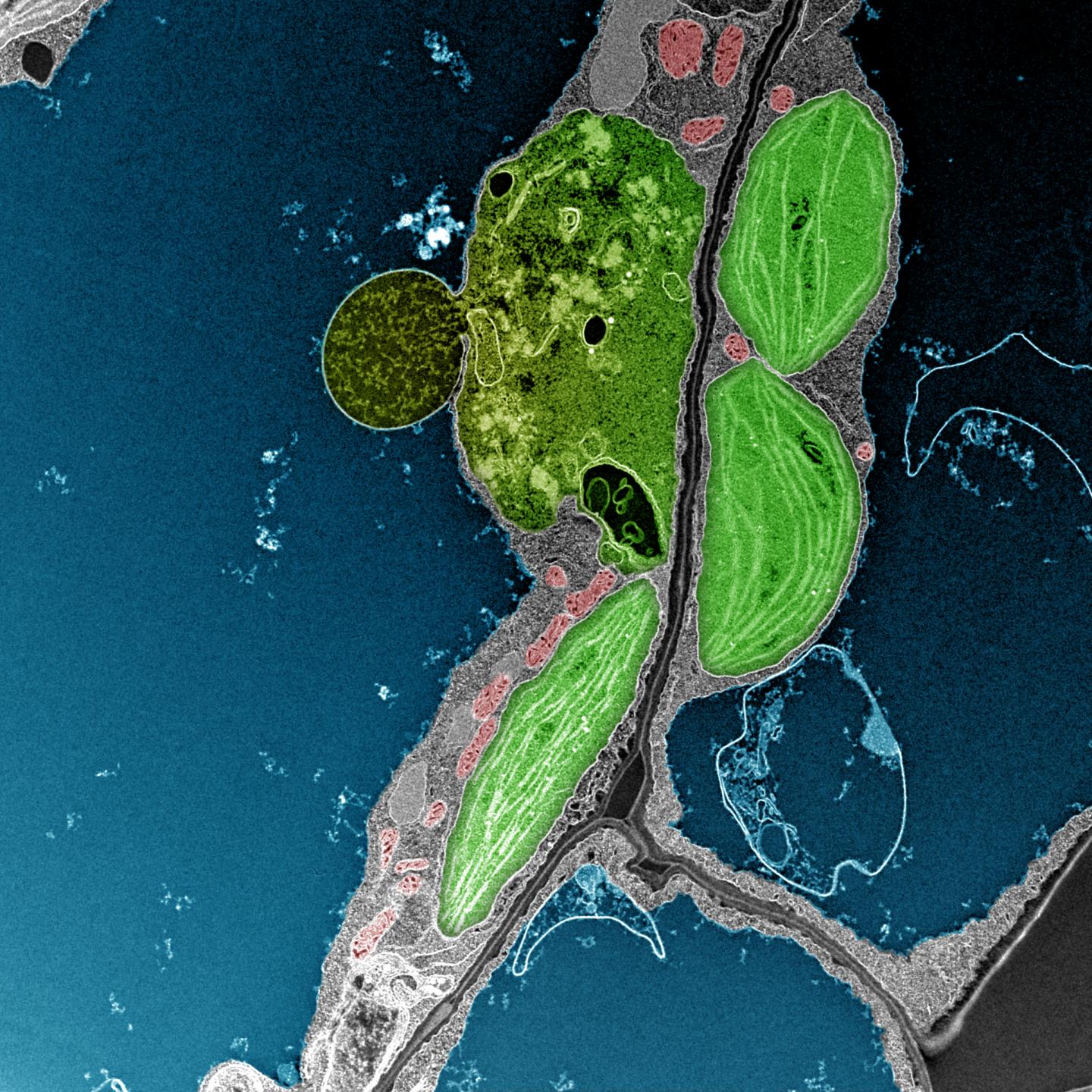 Protein Helps Plants Avoid Accumulation of Damaged Chloroplasts (1 of 2)