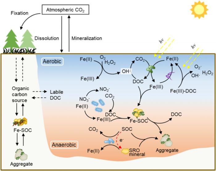 Towards a better understanding of the role of Fe cycling in soil for carbon stabilization and degradation
