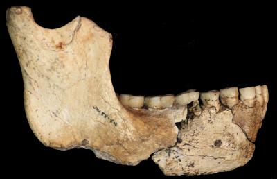 Human Evolution Takes a Twist With <i>Australopithecus sediba</i> (10 of 17)