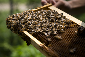 Beekeeping