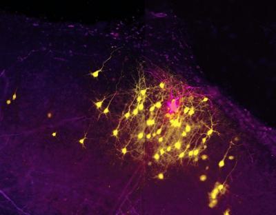 Neuronal Connections