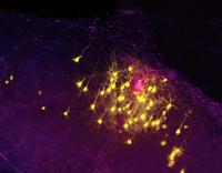 Neuronal Connections