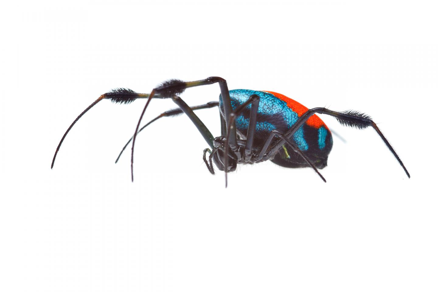 The Red and Blue Female