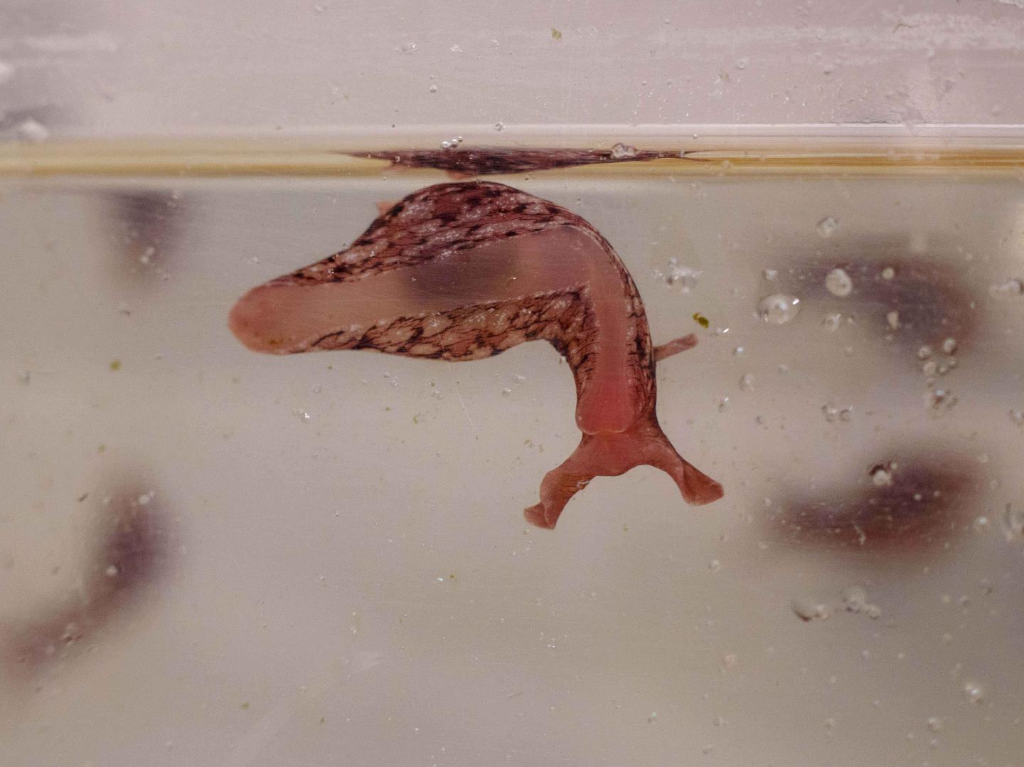 Research Slugs