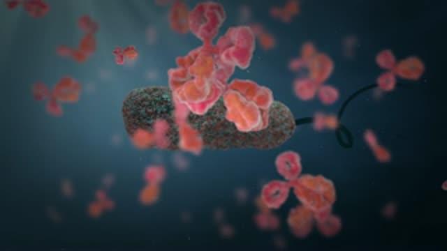 Engineered Antibodies Fight Bacteria, May Stave Off Antibiotic Resistance (4 of 4)