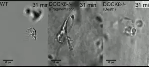Dock8 mutants fragment and die.