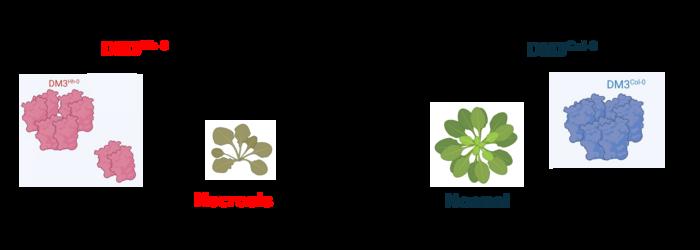 Why Do Plants Attack Themselves? The Secret of Genetic Conflict Revealed​