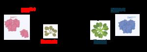 Why Do Plants Attack Themselves? The Secret of Genetic Conflict Revealed​