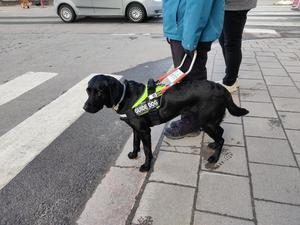 Assistance dog