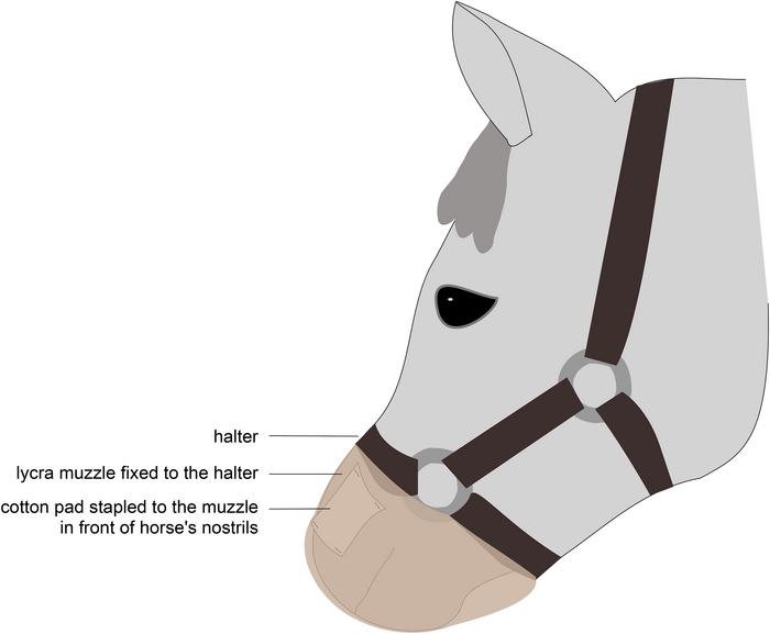 Human emotional odours influence horses’ behaviour and physiology