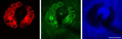 Label-free In Vivo Flow Cytometry