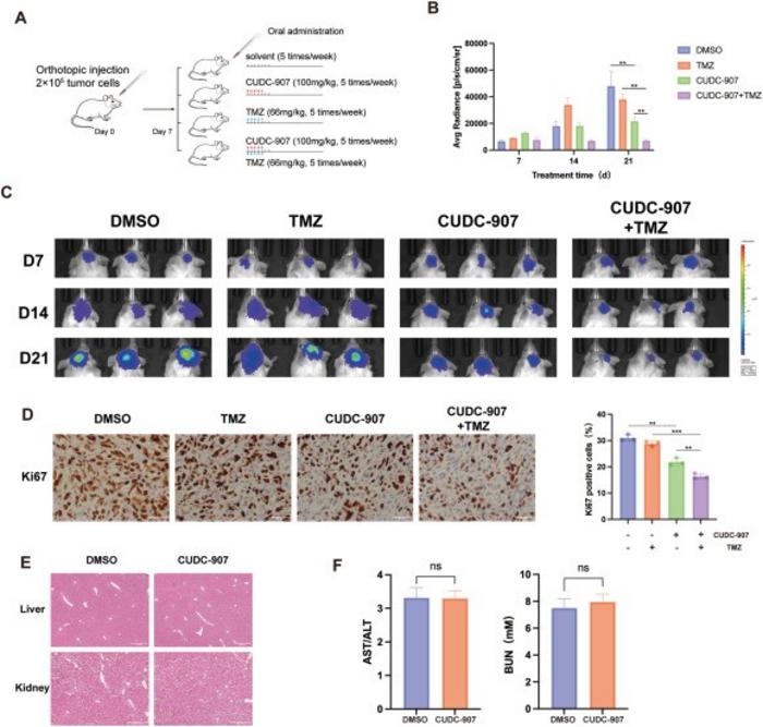 Both CUDC-907 monotherapy and its combination with temozolomide can effectively inhibit the growth of glioblastoma in vivo.