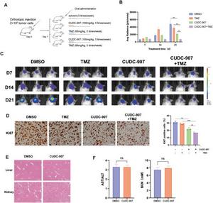 Both CUDC-907 monotherapy and its combination with temozolomide can effectively inhibit the growth of glioblastoma in vivo.