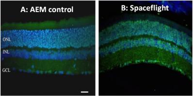 Mouse Retina Tissue