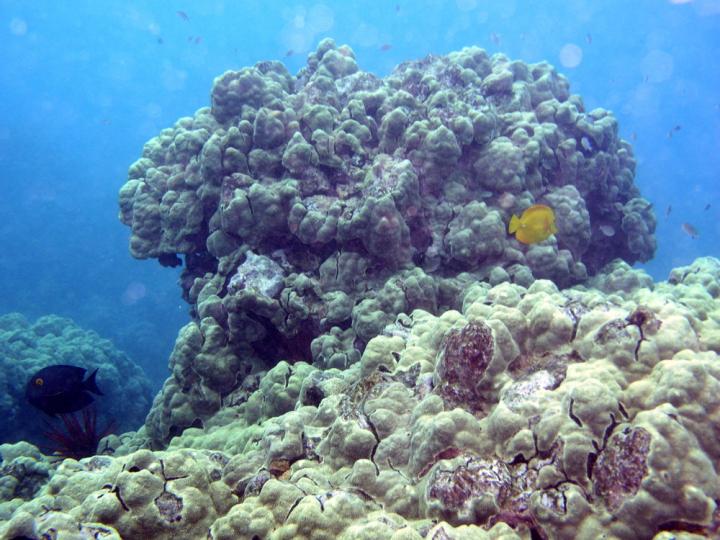 Porites coral