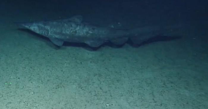 Goblin shark near Jarvis Island