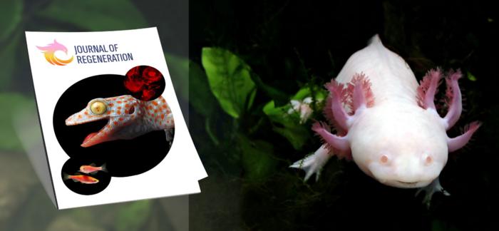 Pensoft launches new peer-reviewed Journal of Regeneration to cover restorative biology across species