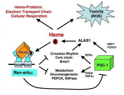 Rev-erb-alpha Pathway