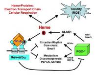 Rev-erb-alpha Pathway