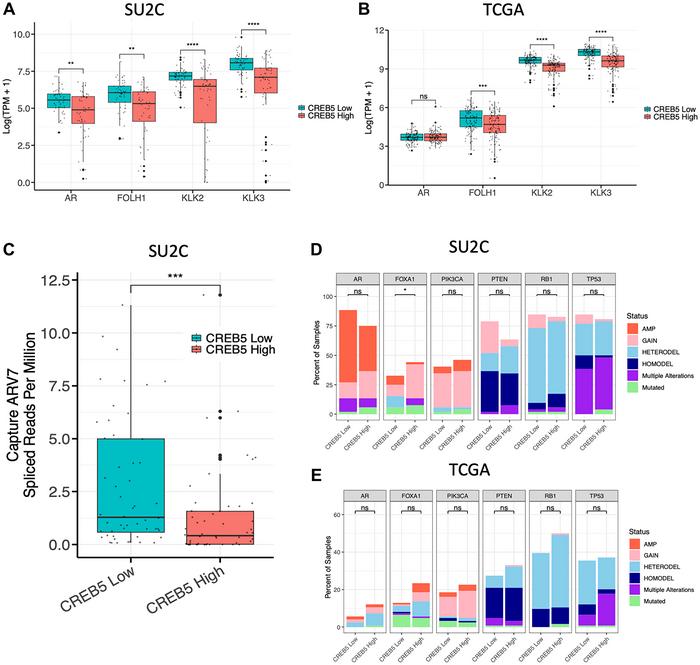 CREB5 regulates stem cell-like transcriptional programs to enhance tumor progression in prostate cancer