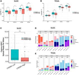 CREB5 regulates stem cell-like transcriptional programs to enhance tumor progression in prostate cancer