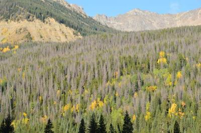 Pine Beetle Infestation
