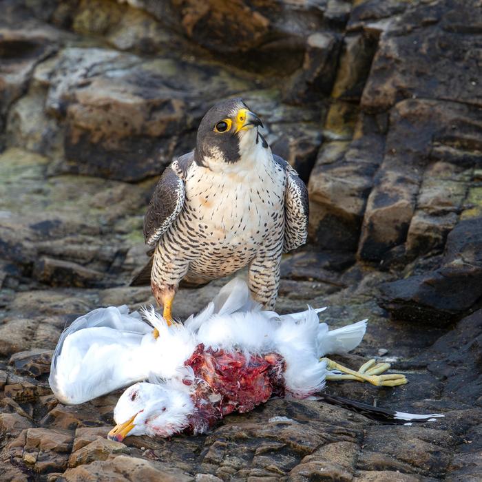 Peregrine with gull prey