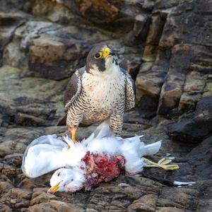 Peregrine with gull prey