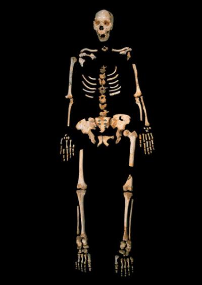 <i>Homo heidelbergensis</i>