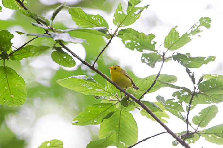 Wilson's Warbler
