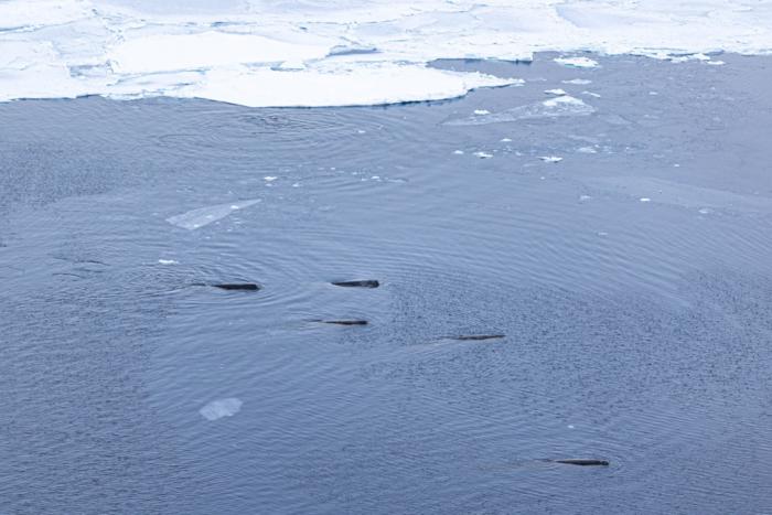 A group of Arnoux's beaked whales