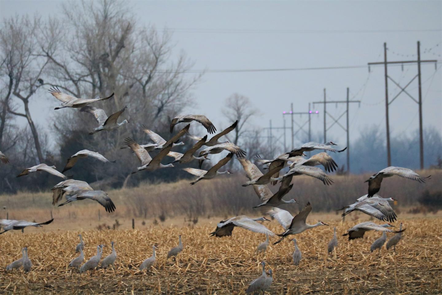 Sandhill Cranes