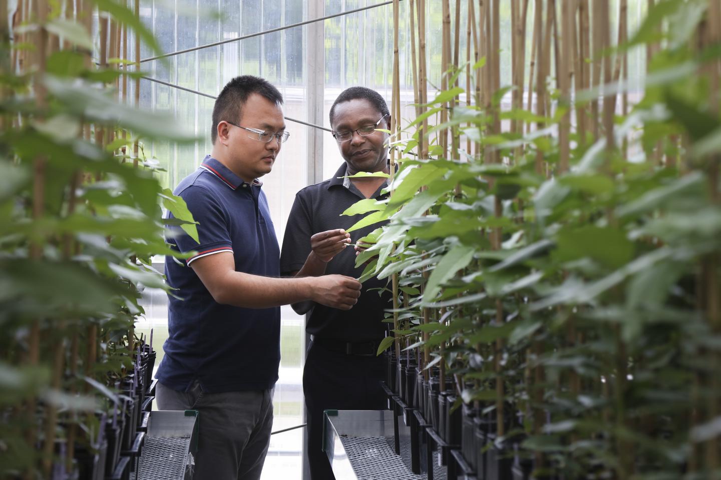 Critical Plant Gene Takes Unexpected Detour that Could Boost Biofuel Yields (2 of 2)