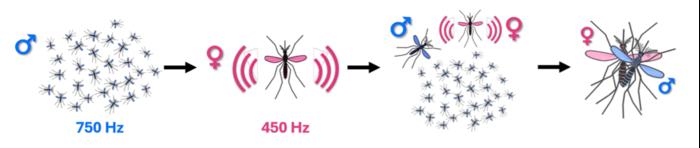 Mating behavior in mosquitoes