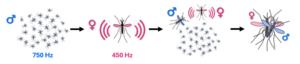 Mating behavior in mosquitoes