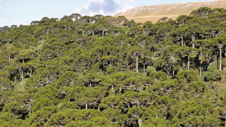 Campos da Serra y Floresta de Araucari