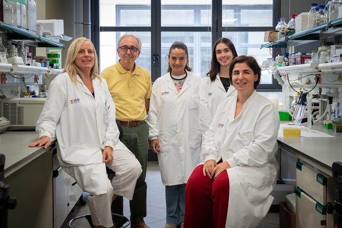IRB Barcelona researchers uncover a new strategy to tackle obesity by activating brown fat