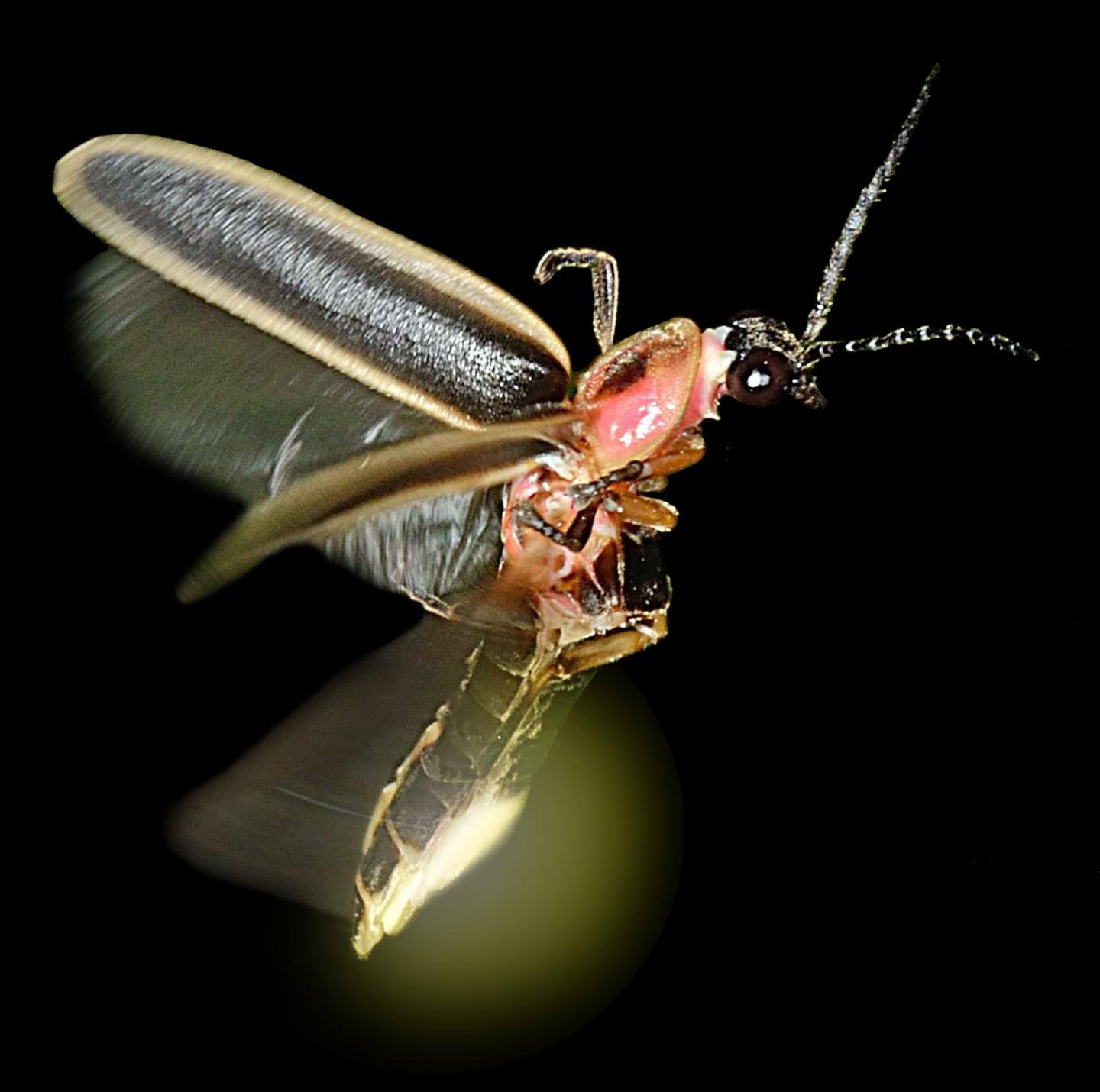 Rethinking Why Fireflies Light Up (1 of 4)