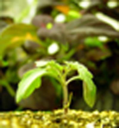 Plant 1