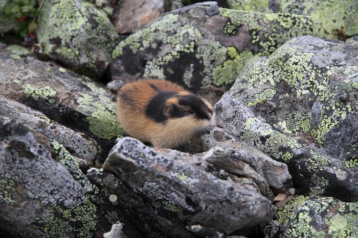 Norwegian lemming 1