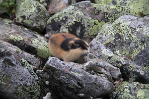 Norwegian lemming 1