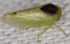 Batracomorphus eusemos