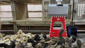 Air sampling in poultry market