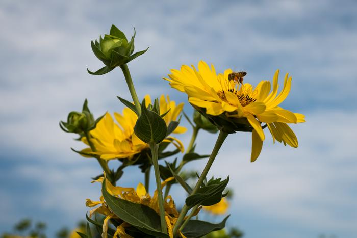 Silphium integrifolium flowers
