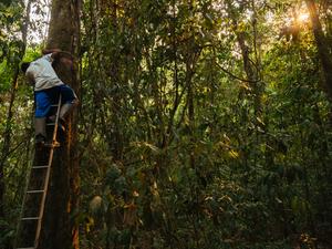 Fieldwork team measuring trees in the Brazilian Amazon