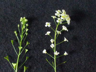 <i>Capsella rubella</i> with Outcrossing Species