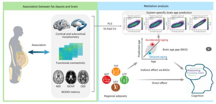 PolyU research reveals fat distribution as key to brain health, with visceral fat accumulation significantly accelerating brain ageing and showing much stronger association than BMI
